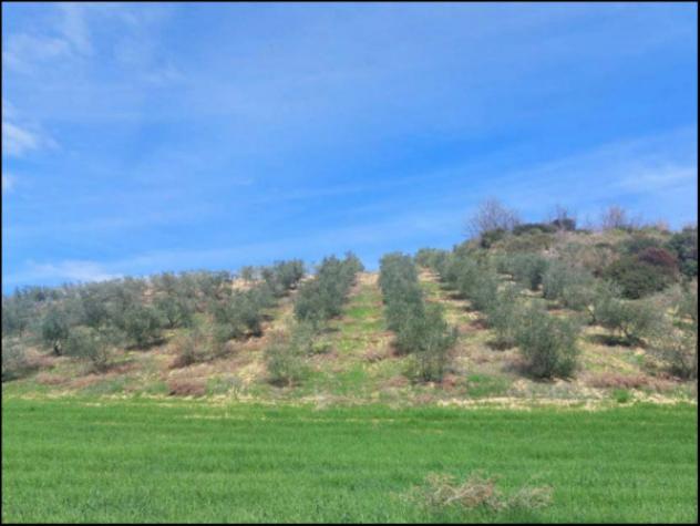 Immobile in asta di 51760 m² in vendita a Altomonte - Foto 11