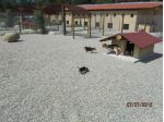 PENSIONE HOTEL DOGSITTER CATSITTER ALLEVAMENTO PER CANI E GATTI