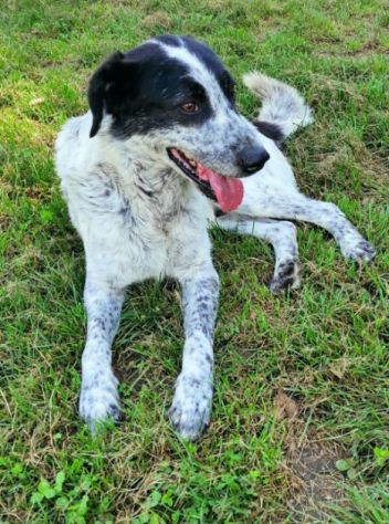 CANE IN ADOZIONE: ESCAPE, taglia media. - Foto 5