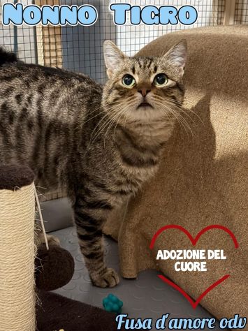 TIGRO, tenero gatto adulto in adozione!