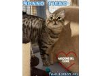 TIGRO, tenero gatto adulto in adozione!