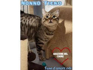 TIGRO, tenero gatto adulto in adozione!