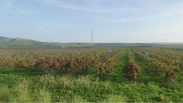 Terreno Favarotta - Vigneto in località Favarotta Trapani - Foto 3