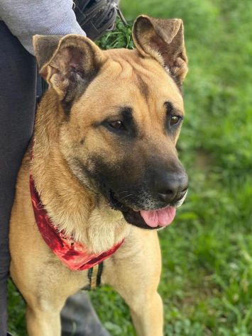 Adotta Zayed dal canile - Foto 7