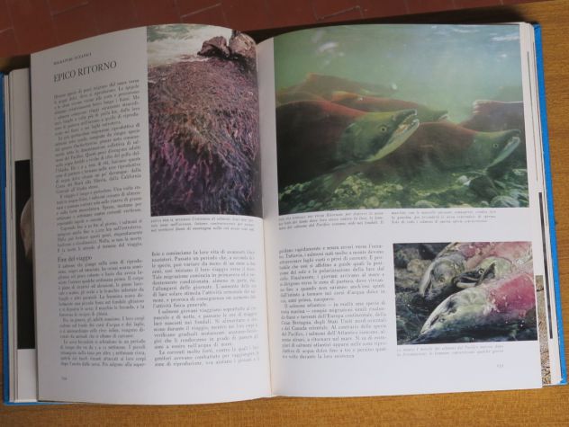 I SEGRETI DEL MARE - IL MONDO DEGLI OCEANI E DELLE ISOLE - - Foto 4
