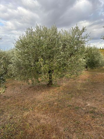 TERRENO AGRICOLO CON ULIVI E RUSTICO - Foto 8