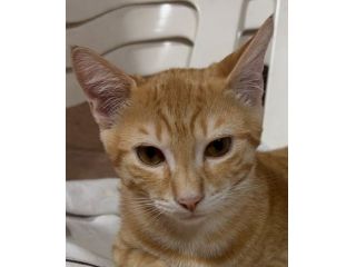 KIMBA, leoncino spettacolare