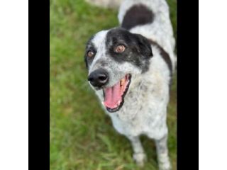 ESCAPE DOLCE E DISCRETO: CANE IN ADOZIONE TG MEDIA