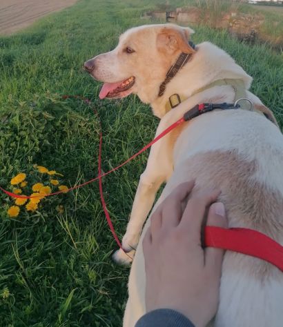 Toby cane un po’ timoroso, adozione responsabile - Foto 8