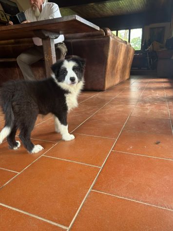 Cuccioli Border Collie di alta genealogia - Foto 6