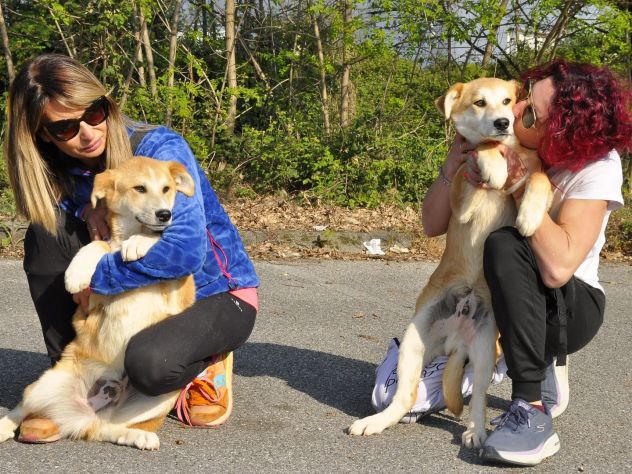 BOREK E BARNEY, 5 MESI (20/11/25), TAGLIA MEDIA, ABBANDONATI IN UNA SCATOLA - Foto 7