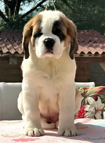 Cuccioli San Bernardo