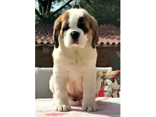 Cuccioli San Bernardo