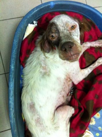 STELLA, dolce setterina - Foto 2