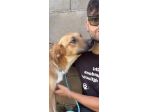 MOCKY CERCA UN AMICO AMOREVOLE CUCCIOLO IN ADOZIONE