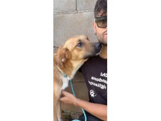 MOCKY CERCA UN AMICO AMOREVOLE CUCCIOLO IN ADOZIONE