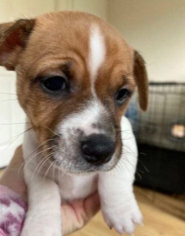 Cuccioli di jack russell