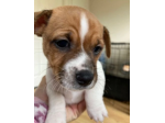 Cuccioli di jack russell