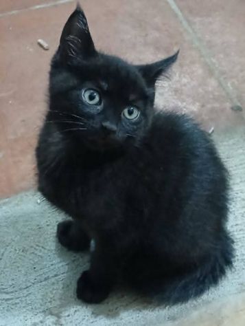 Noir gattino