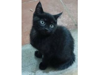 Noir gattino