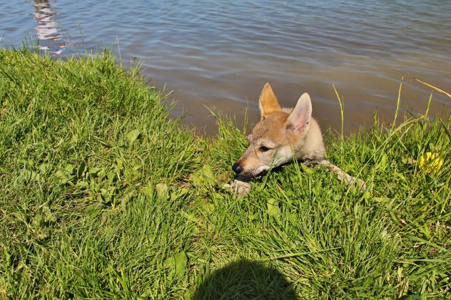 cuccioli di Cane lupo cecoslovacco disponibili - Foto 3