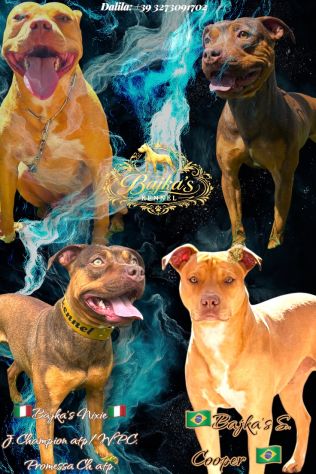 Cuccioli di pitbull ukc con pedigree