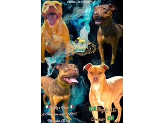 Cuccioli di pitbull ukc con pedigree