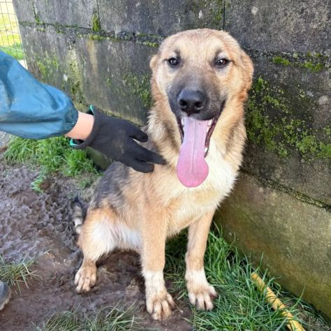 MOCKY un piccolo tenerone, cucciolo in adozione - Foto 7