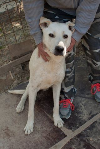YAGO, cucciolone mix labrador - Foto 2