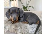 BASSOTTO NANO TEDESCO CUCCIOLI BLU - BASSOTTI NANI pag rateale