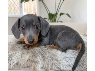 BASSOTTO NANO TEDESCO CUCCIOLI BLU - BASSOTTI NANI pag rateale