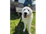 GAUDÌ -orsacchiotto travestito da cane-