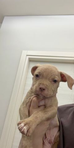 Pit Bull Red nose - Foto 2