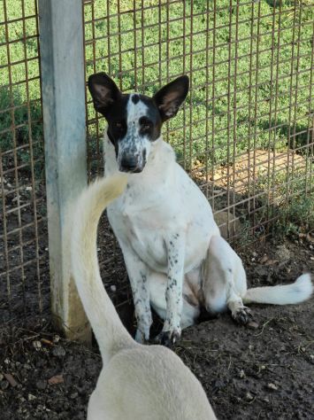 Jessica: cucciolona taglia media socievole - Foto 6
