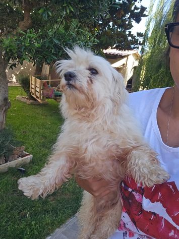 Mafalda: 4 anni, socievole con tutti - Foto 5