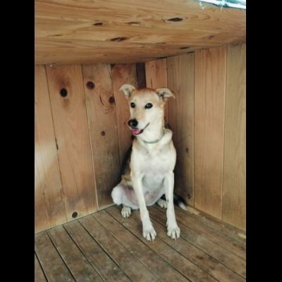 CALLAS DELIZIOSA CAGNOLINA IN ADOZIONE - Foto 4