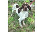 Goya 3 anni bracco