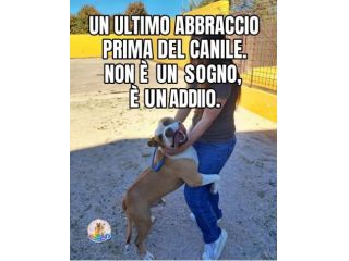 Amstaff 5anni bellissimo DAL LETTO AL BOX! CASERTA