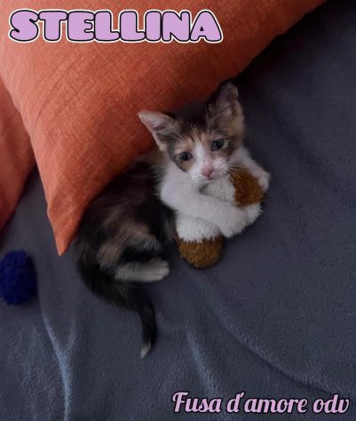 STELLINA, dolcissima micina in adozione! - Foto 6