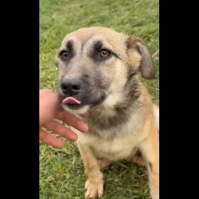 LUCY ADORABILE CUCCIOLA IN ADOZIONE TAGLIA MEDIA