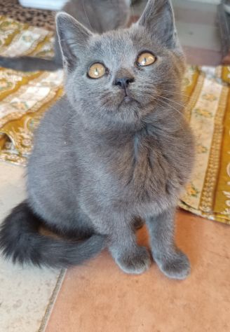Gattini British shortair - Foto 8