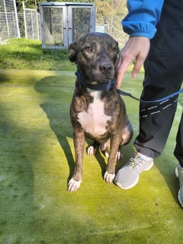 Apollo simil amstaff - Foto 6