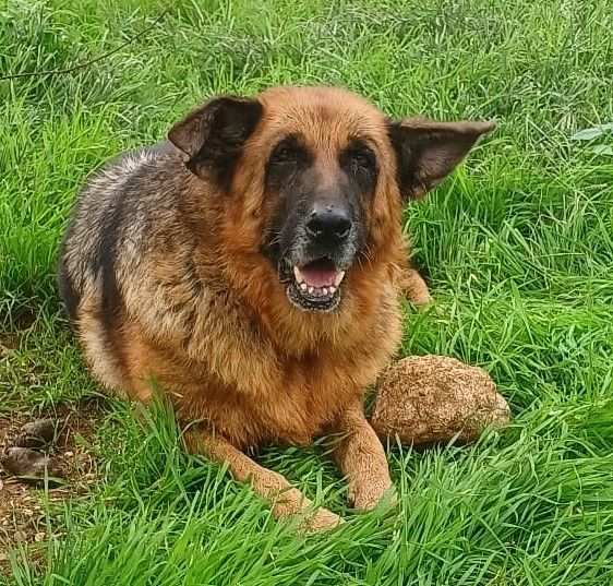 Graziella, lupacchiotta dagli occhi tristi (Mantova)