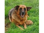 Graziella, lupacchiotta dagli occhi tristi (Mantova)