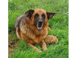 Graziella, lupacchiotta dagli occhi tristi (Mantova)
