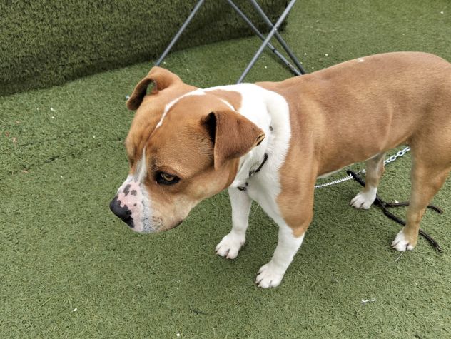 Urgente cagnolino cerca adozione - Foto 2