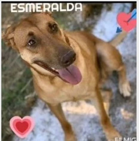 Mix Pitbull Red No9se+Pastore Belga Malinois 7anni ROMA - Foto 2