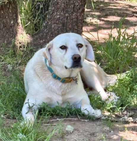 Bella labrador - Foto 4
