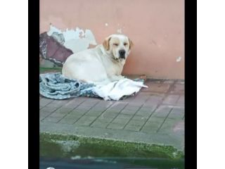OSVALDO MIX LABRADOR CANE IN ADOZIONE