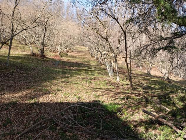 Terreno in vendita a Santa Domenica Vittoria - Foto 20